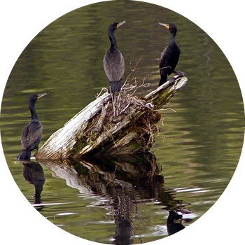 Davis Lake Wildlife