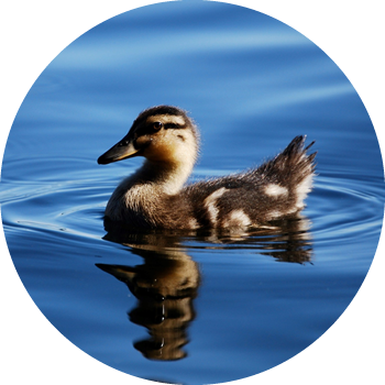 Duckling