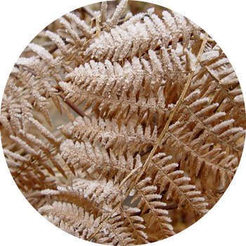 Fern Leaves in Winter